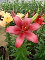 [4049 Constable No02.JPG]